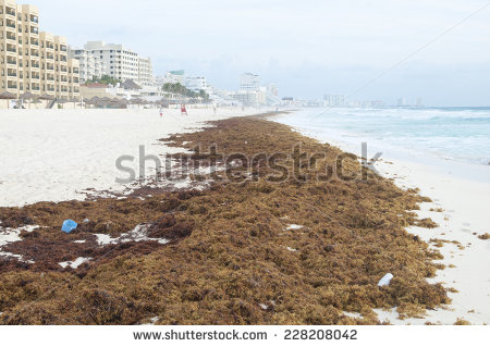  Sargassum fluitans (Broadleaf Gulfweed)